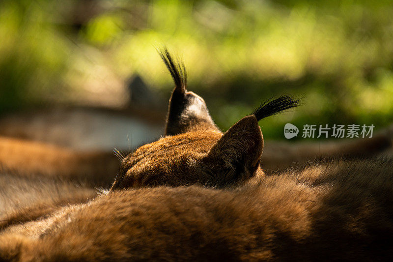 欧亚红猞猁(lynx lynx)是一种极度濒危的食肉动物，长着漂亮的橙色绒毛，它在森林里放松，享受日落时的最后一缕阳光
